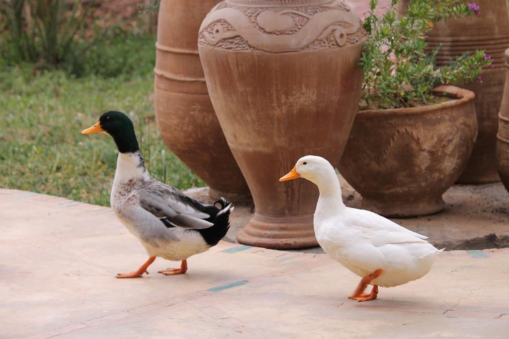 Ecolodge Bab El Oued Maroc Oasis 阿德兹 外观 照片
