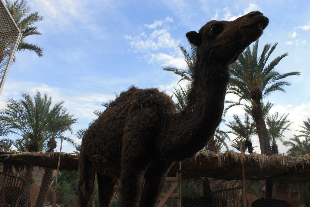 Ecolodge Bab El Oued Maroc Oasis 阿德兹 外观 照片